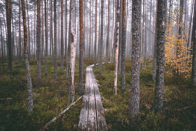 Bogs and Resorts in Jūrmala - Dzintari Forest Park: pine air, dunes views, and a 36 m watchtower