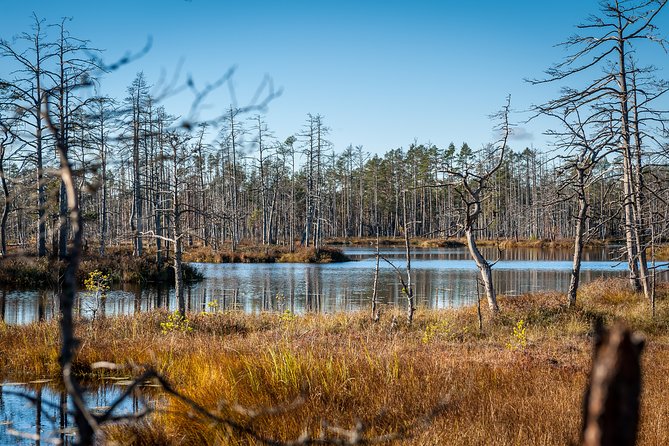 Bogs and Resorts in Jūrmala - What makes the guide experience stand out
