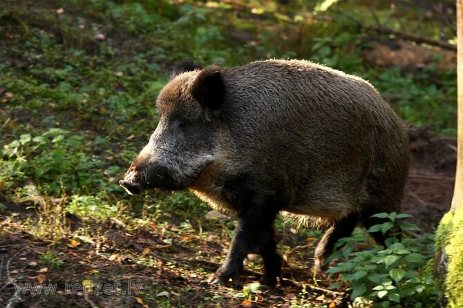 Day trip to Gauja National Park: animals, castles and a cave - Key highlights you should not miss