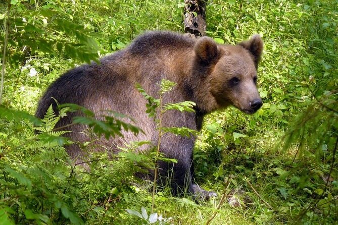 Day trip to Gauja National Park: animals, castles and a cave - Ligatne village by the papermill: the 19th-century feel you can still walk through