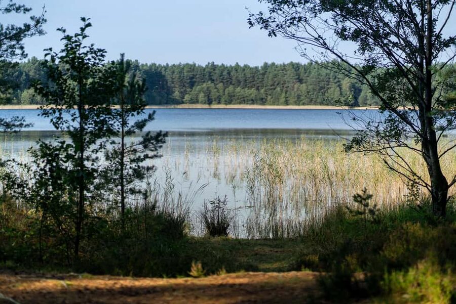 From Riga: Explore Latvian Nature With a Local Photographer - The walking portion: easy pace in woods with real photo moments