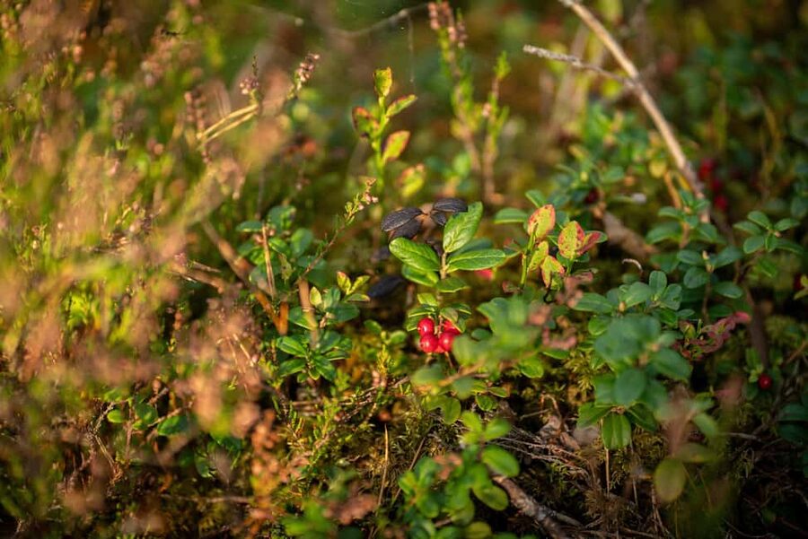 From Riga: Explore Latvian Nature With a Local Photographer - Group size and comfort: small car, up to 4 passengers