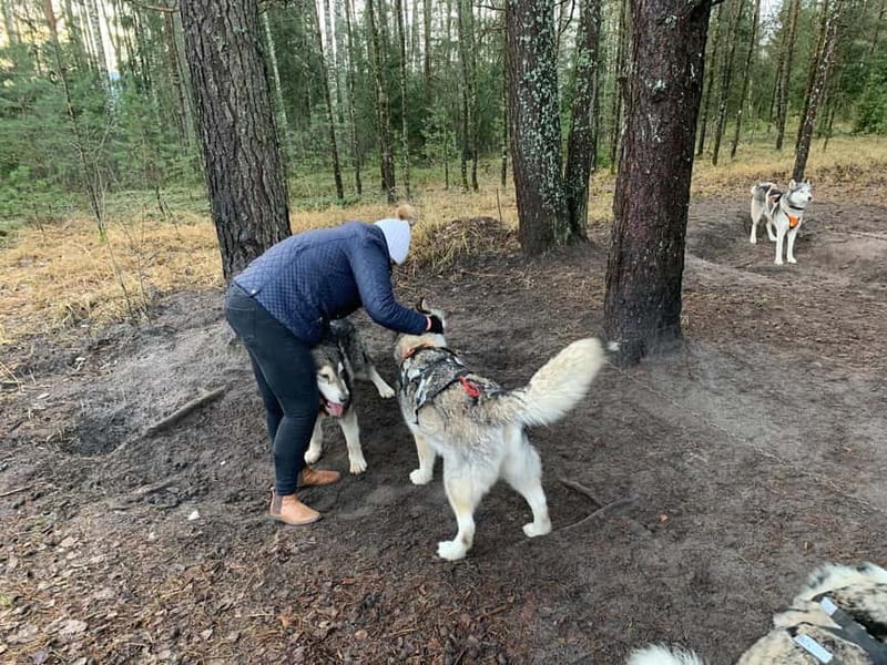 From Riga: Husky Sledding or Wheel Kart Tour - Key Points at a Glance