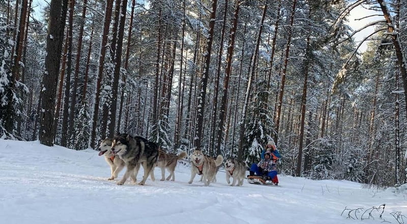 From Riga: Husky Sledding or Wheel Kart Tour - From Riga Town Hall Square to Ogre Forest Park, 40 km of winter air
