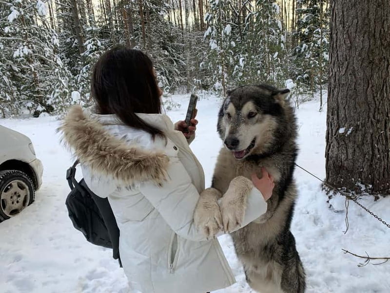From Riga: Husky Sledding or Wheel Kart Tour - The 30-minute forest walk and the watchtower climb you will remember