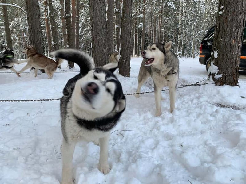 From Riga: Husky Sledding or Wheel Kart Tour - Who this tour suits best, and who should skip