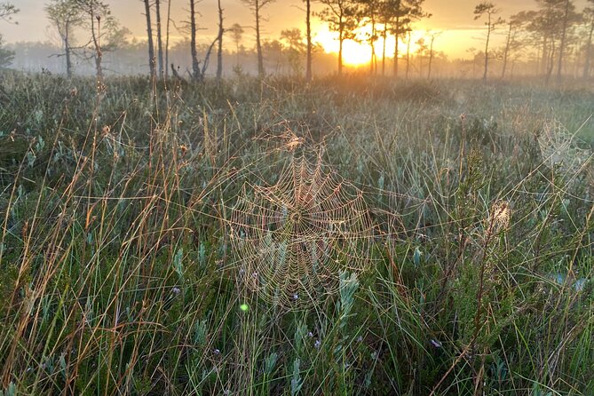 From Riga: Kemeri Bog Boardwalk and Jurmala Seaside - Why the Guide Makes This Tour Worth It