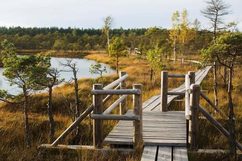 From Riga: Kemeri National Park and Kuldiga Tour - What you really get from the Kemeri walk (beyond the checklist)