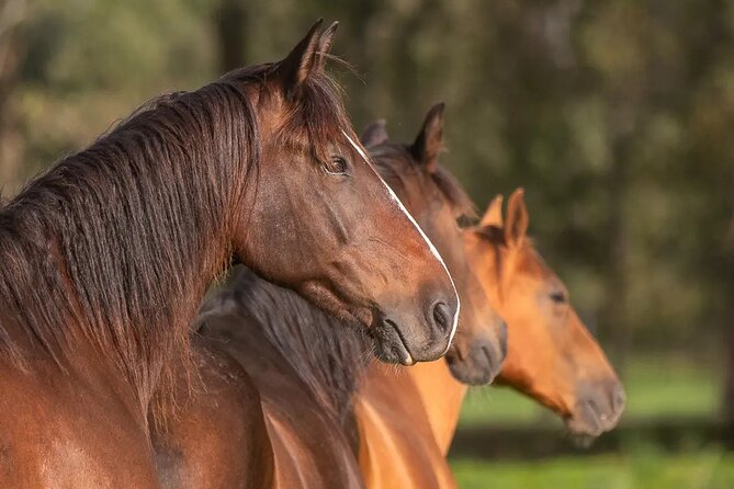 Horseback ride (1 hour) - Learning Horse Care, Not Just Sitting on Top