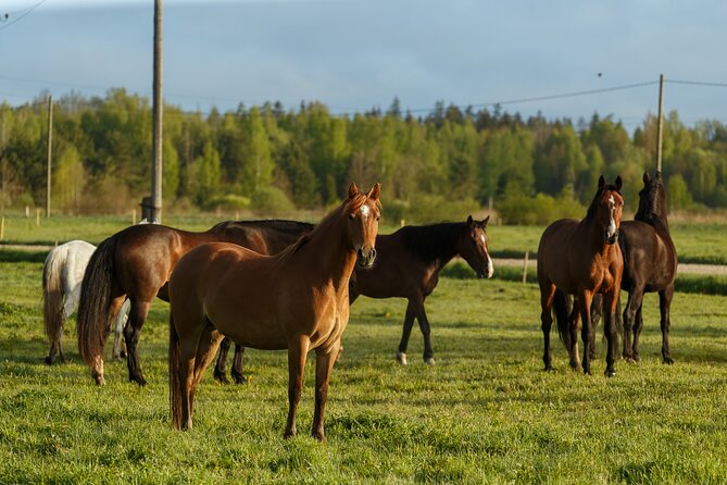 Horseback ride (1 hour) - Price and Value: Is $41.91 Worth It?
