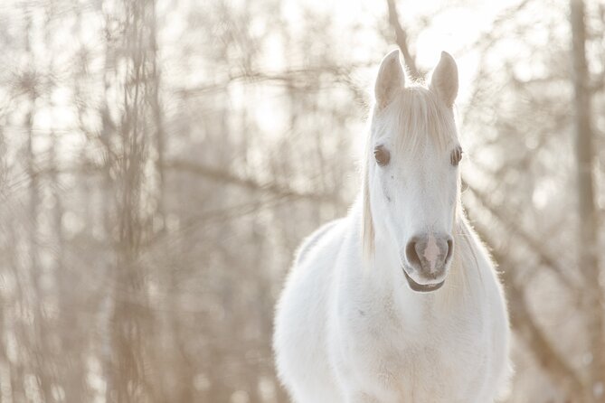 Horseback ride (1 hour) - Timing and What Your Day Around Riga Looks Like