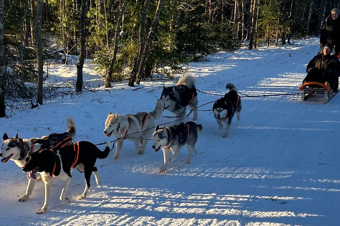 Husky dog sled/bike kart ride in Latvia ~ 3h group tour from Riga - Key highlights you will care about