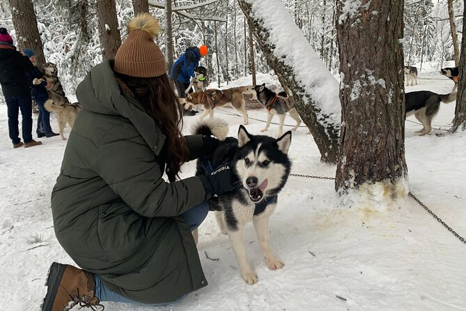 Husky dog sled/bike kart ride in Latvia ~ 3h group tour from Riga - Riga to Ogres Zilie Kalni, and how the drive sets expectations
