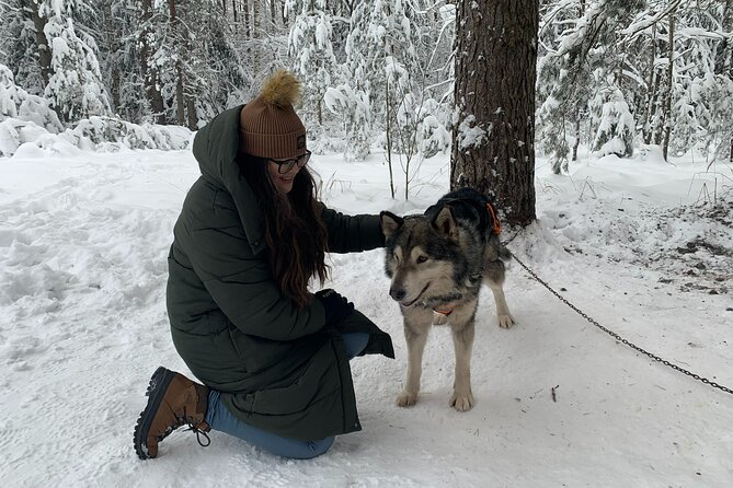 Husky dog sled/bike kart ride in Latvia ~ 3h group tour from Riga - When there is no snow: bike kart mode (and why it changes the vibe)
