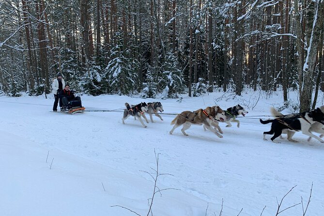 Husky dog sled/bike kart ride in Latvia ~ 3h group tour from Riga - Price and value: what $132.15 is buying you, and what it is not