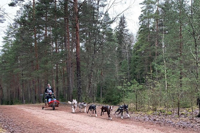 Husky dog sled/bike kart ride in Latvia ~ 3h group tour from Riga - Group size, comfort, and the one logistical hiccup to watch