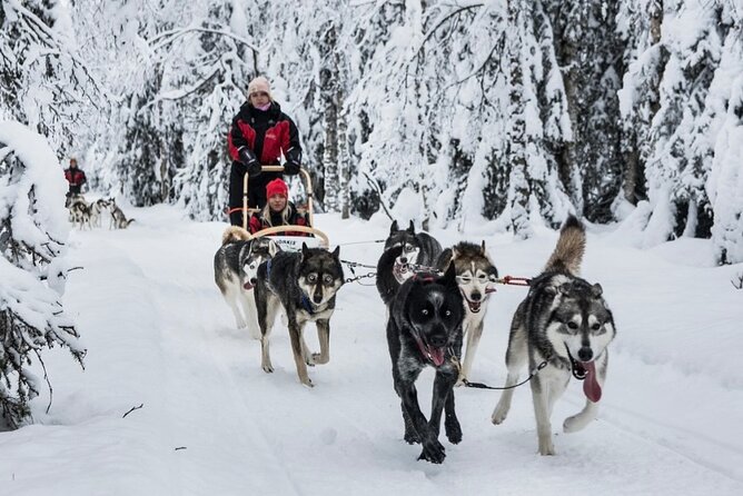 Husky Dog Sledding Experience - Key Highlights to Know Before You Go