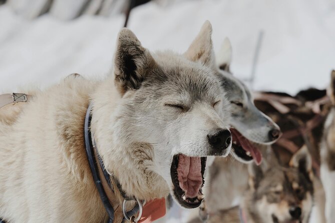 Husky Dog Sledding Experience - Riga Husky Sledding in 3 Hours, With Real Round-Trip Convenience