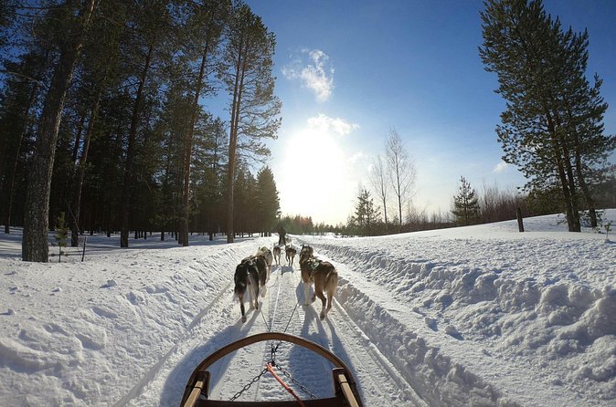 Husky Dog Sledding Experience - The 3 km Husky Ride: Short, Active, and Great for First Timers