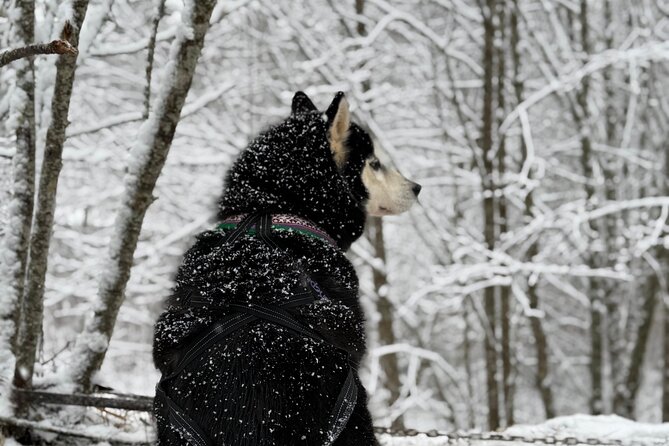 Husky Dog Sledding Experience - Price and Value: Is $178.84 Worth It?