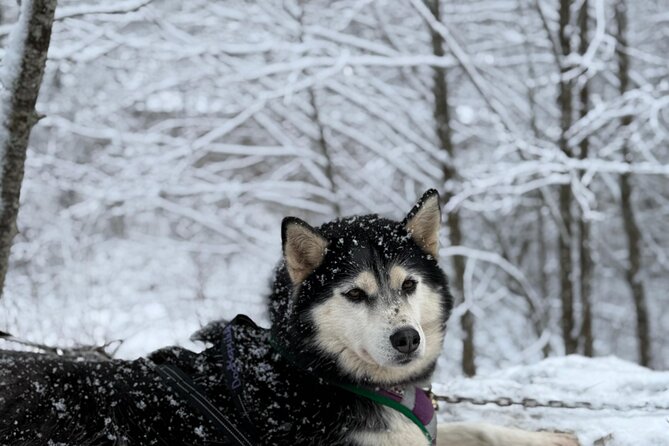 Husky Dog Sledding Experience - Weather Rules: The One Thing That Can Change Everything