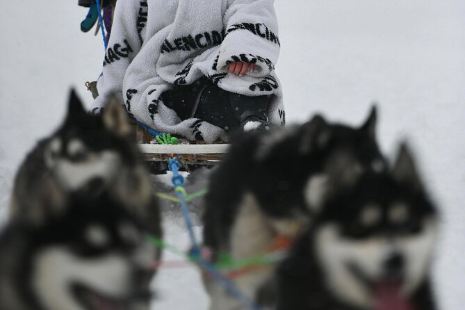 Husky Dog Sledding Experience - Meet at St. Peter’s Church, Then the 50-Minute Transfer