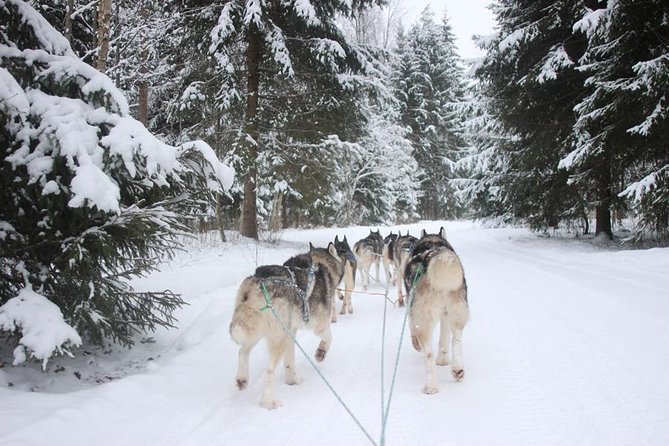 Husky Dog Sledding Tour From Riga - Quick hits before you go