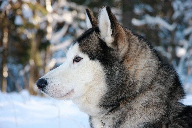 Husky Dog Sledding Tour From Riga - Why Salaspils is the right escape from Riga