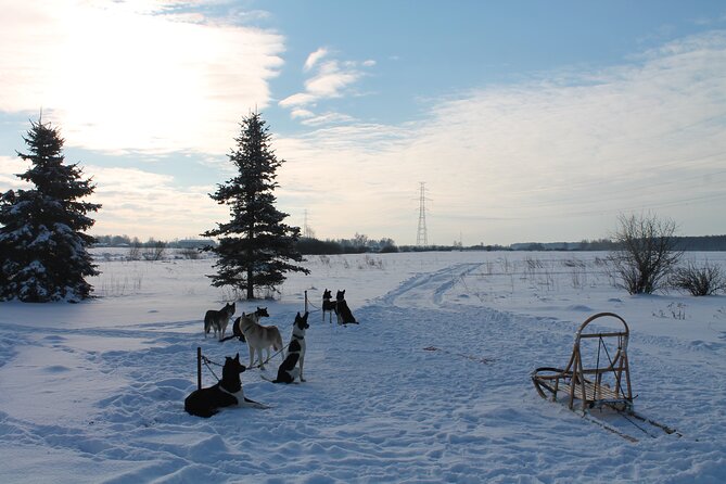 Husky Dog Sledding Tour From Riga - Snow rules, dog-cart backup, and how to keep expectations realistic