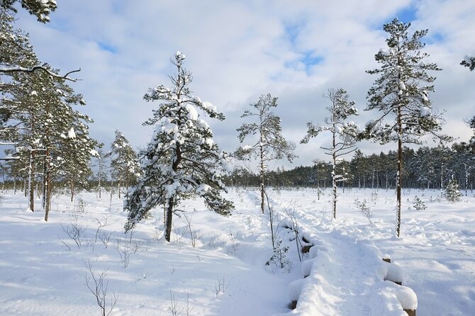 Husky Dog Sledding Tour From Riga - After the sled: snowy forest trails in Great Kangari or Blue Hill
