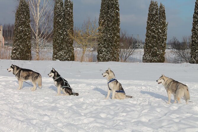 Husky Dog Sledding Tour From Riga - Warm drinks, snacks, and the winter welcome that matters