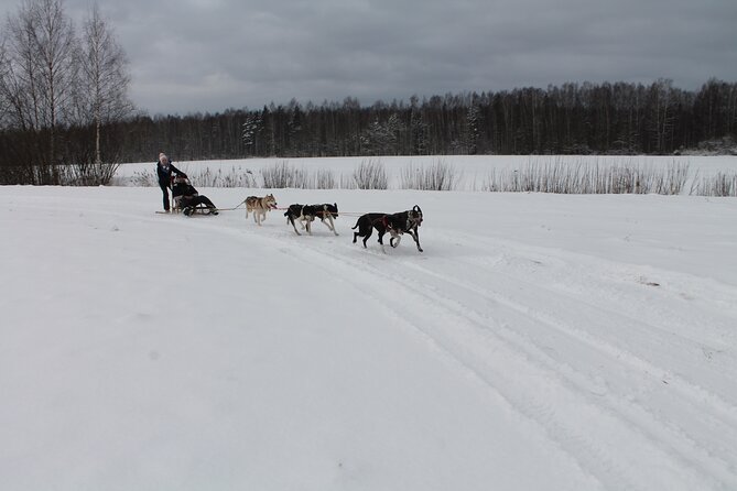 Husky Dog Sledding Tour From Riga - Price and value: what $174.15 gets you, and where the math changes