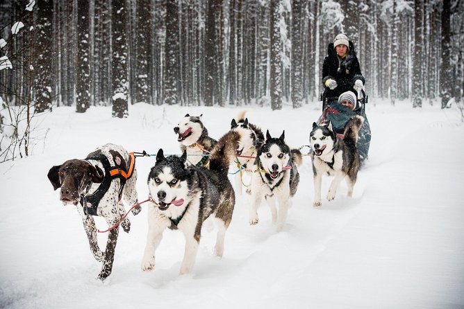 Husky Dog Sledding Tour From Riga - The husky sled ride: you steer, you learn, you relax