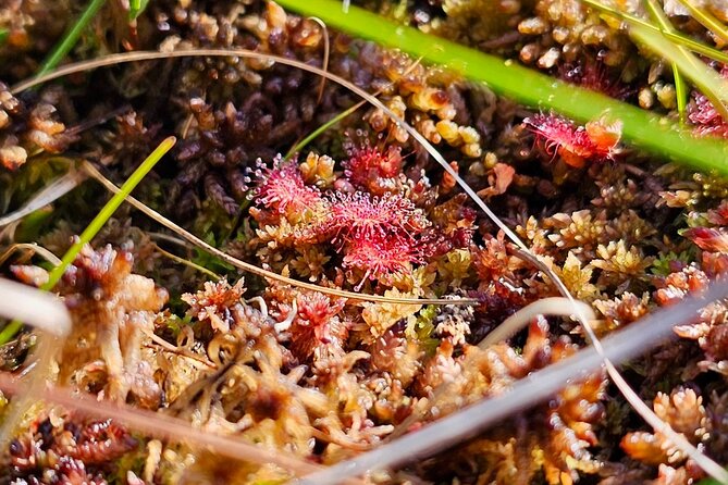 Ķemeri Bogs Adventure: Explore Wetlands In Bog Shoes - The 5 km bog walk: balance, fitness, and how the terrain feels