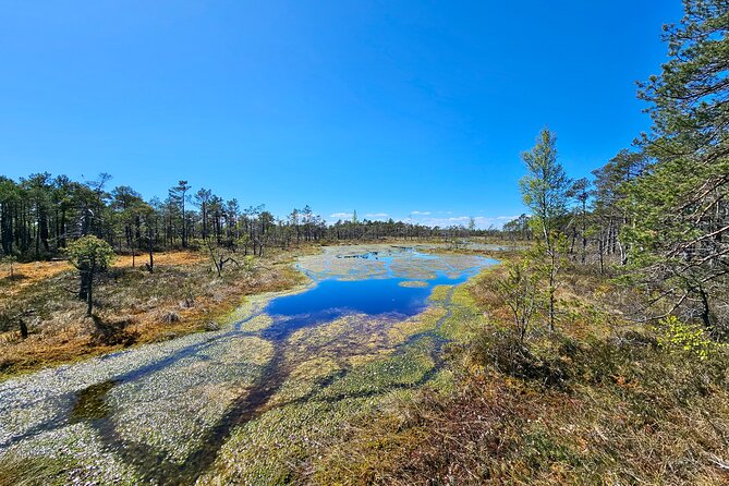 Ķemeri Bogs Adventure: Explore Wetlands In Bog Shoes - The bog lakes and the hot-day dip: bring what you need