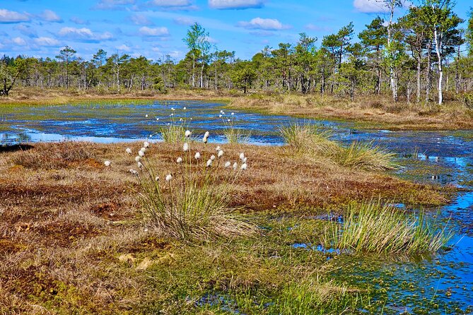 Ķemeri Bogs Adventure: Explore Wetlands In Bog Shoes - Price and included value: what you get for $144.60