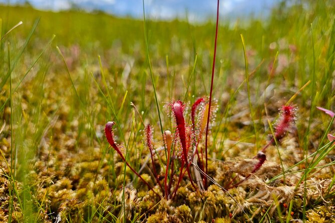 Ķemeri Great Bog Discovery With Optional Sunrise & Jūrmala Visit - Getting there from Riga or Jūrmala, and why the start time matters