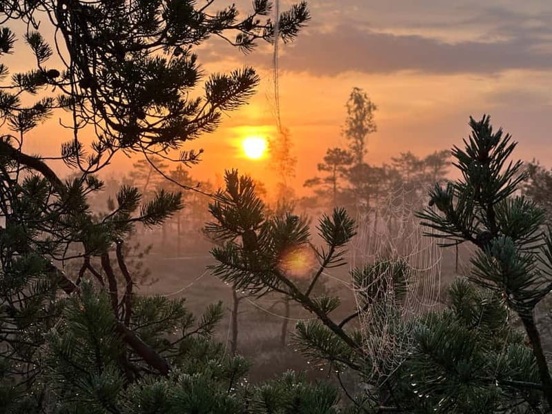 Sunrise Tour To Great Kemeri Bog - Who this sunrise bog tour is best for