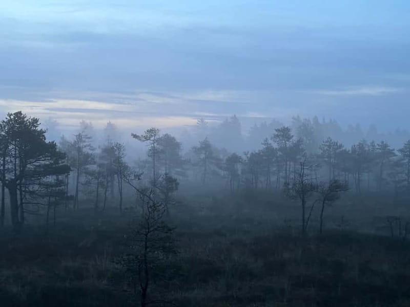 Sunrise Tour To Great Kemeri Bog - The forest walk in the dark: mood, patience, and good footwear