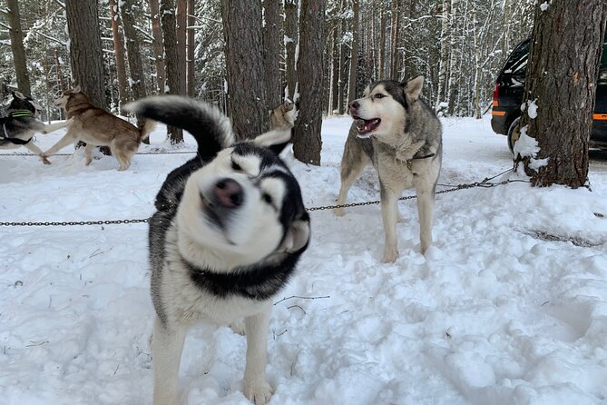 Ultimate Husky dog sledding experience in Latvia - Private tour from Riga - From Riga To the Conifer Forest, and Back Again