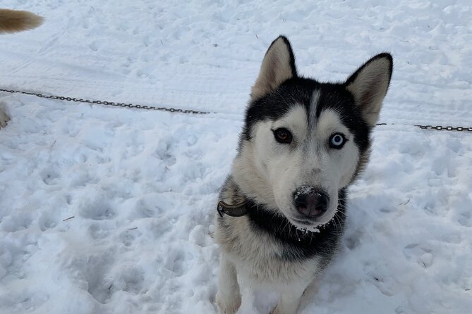 Ultimate Husky dog sledding experience in Latvia - Private tour from Riga - Hot Drinks, Gingerbread, and Photo Moments That Actually Help