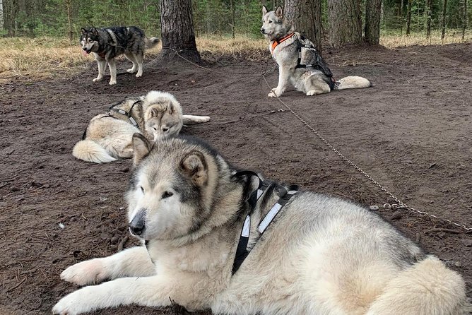 Ultimate Husky dog sledding experience in Latvia - Private tour from Riga - Gear, Comfort, and Optional Add-Ons